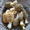 edible mushrooms in nc​