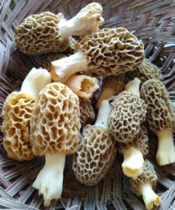 edible mushrooms in nc​